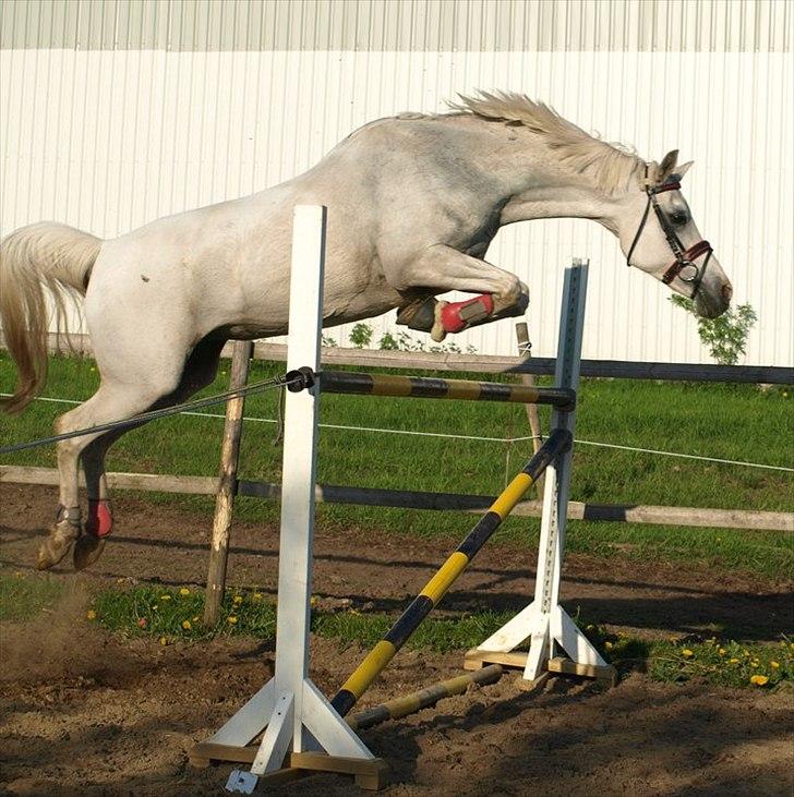 Hollandsk Sportspony Fyrstenborgs Meritza billede 16