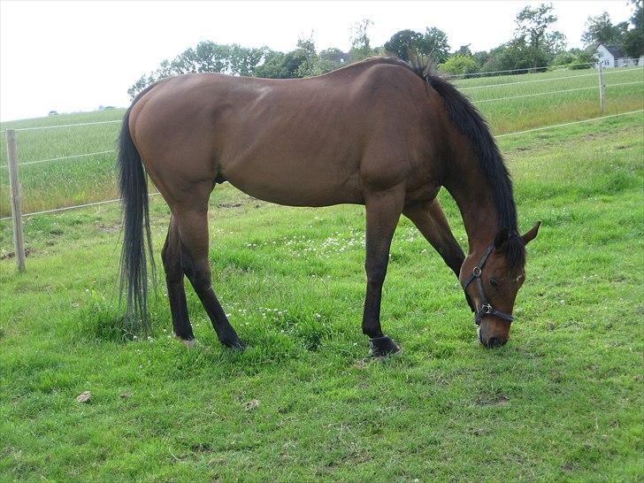 Fuldblod (XX) King Of York (SOLGT) billede 5