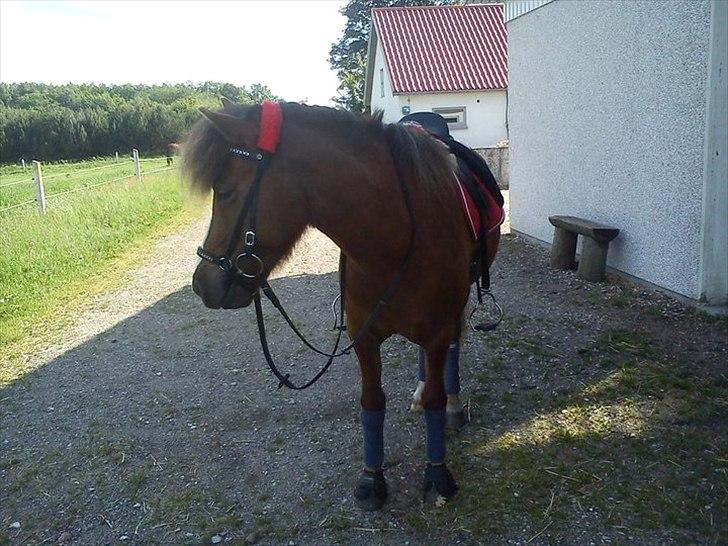 Islænder Loâ fra Nørremarken - *NYT* Loâ-prinsessen inden ridetur :D billede 18