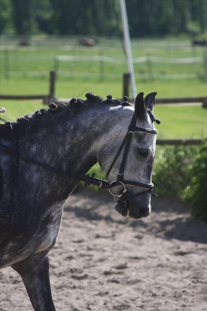 Anden særlig race Caroline! billede 11