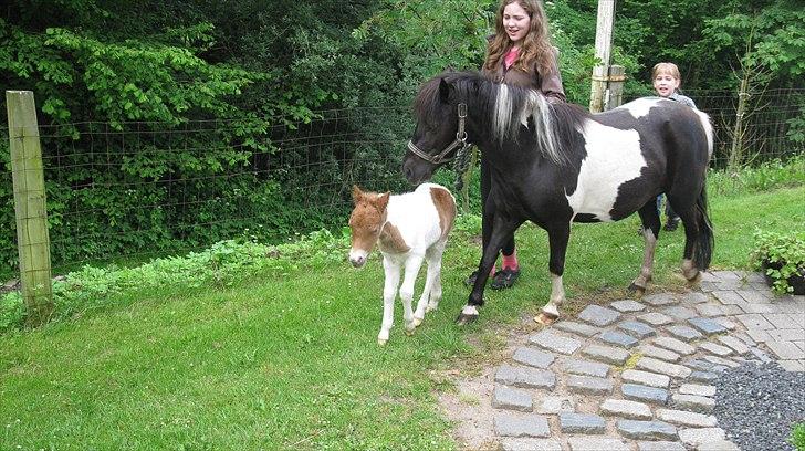 Shetlænder Mamma Mia (lille brors hest) billede 13