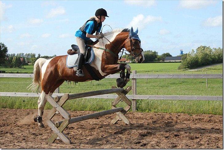 Pinto Vandlinggårds Heartbreaker - I sommerferien :-) -Billede taget af mor. billede 5