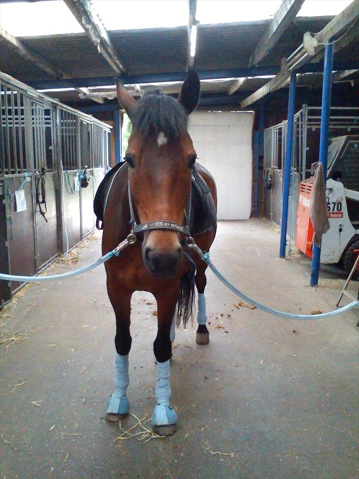 New Forest Freiser [ Himmelhest] billede 1