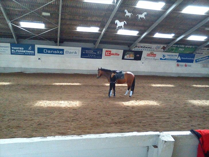 New Forest Freiser [ Himmelhest] billede 2