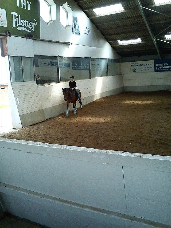 New Forest Freiser [ Himmelhest] billede 3