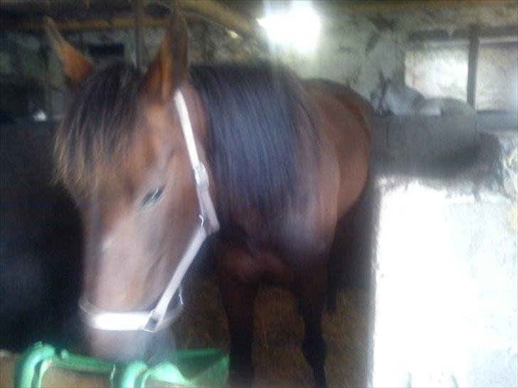 Traver Next Success billede 1