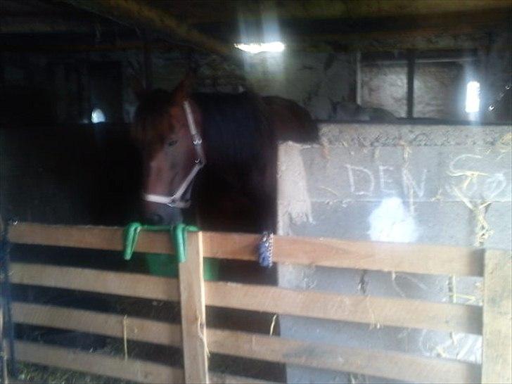 Traver Next Success billede 2