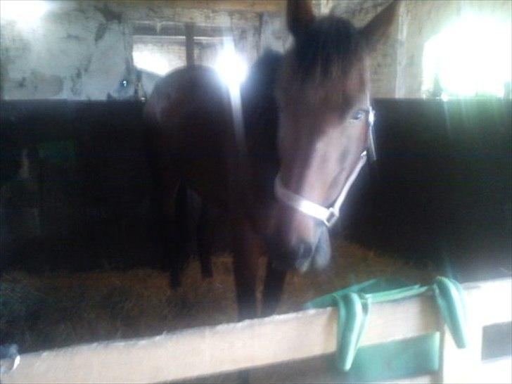 Traver Next Success billede 3