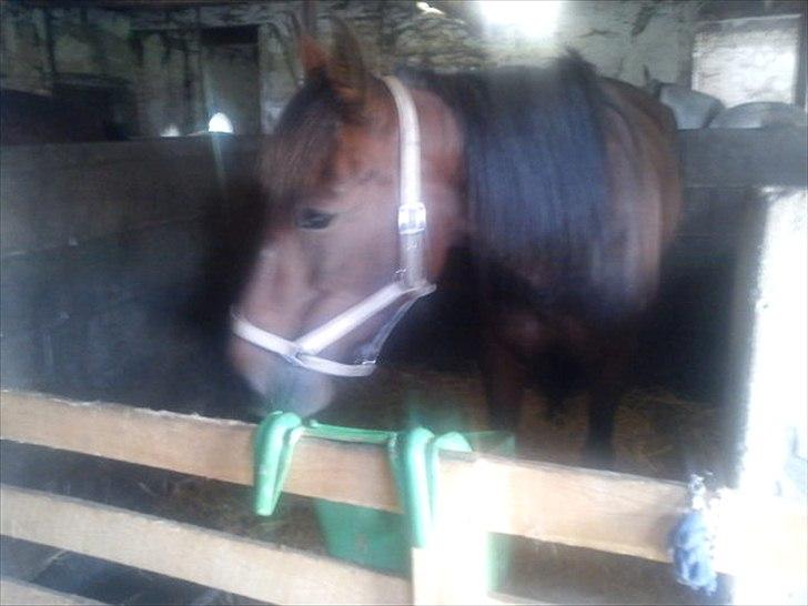 Traver Next Success billede 4