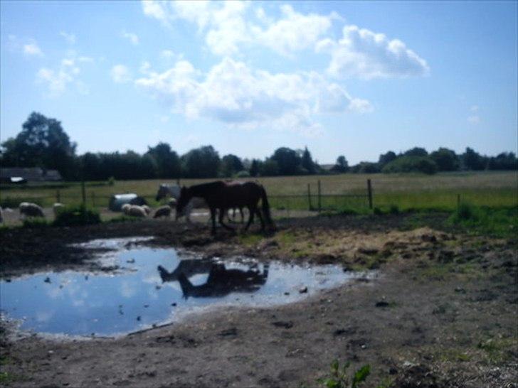 Traver Next Success billede 5