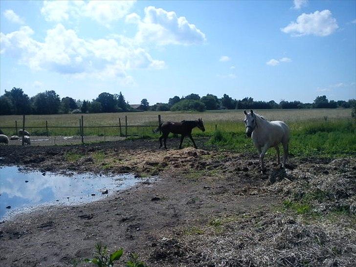 Traver Next Success billede 6