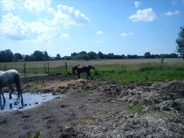 Traver Next Success billede 7