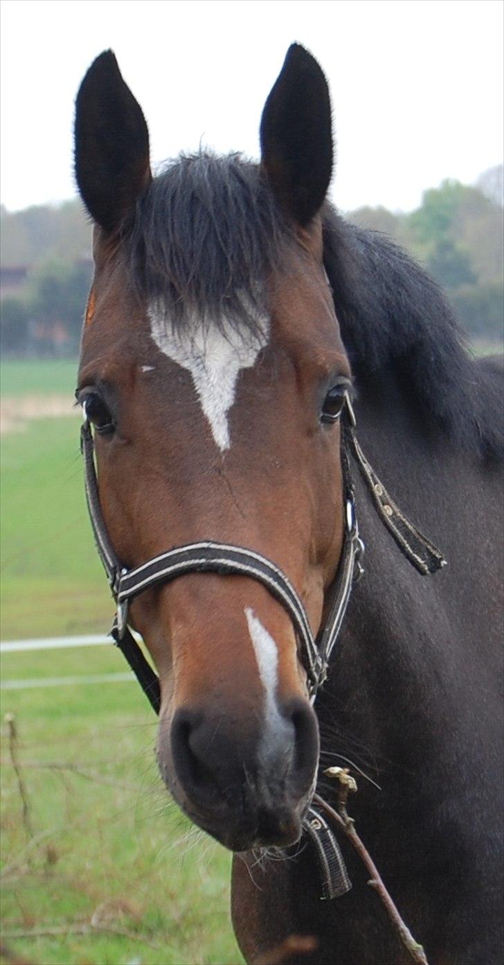Dansk Varmblod Comtessa billede 15