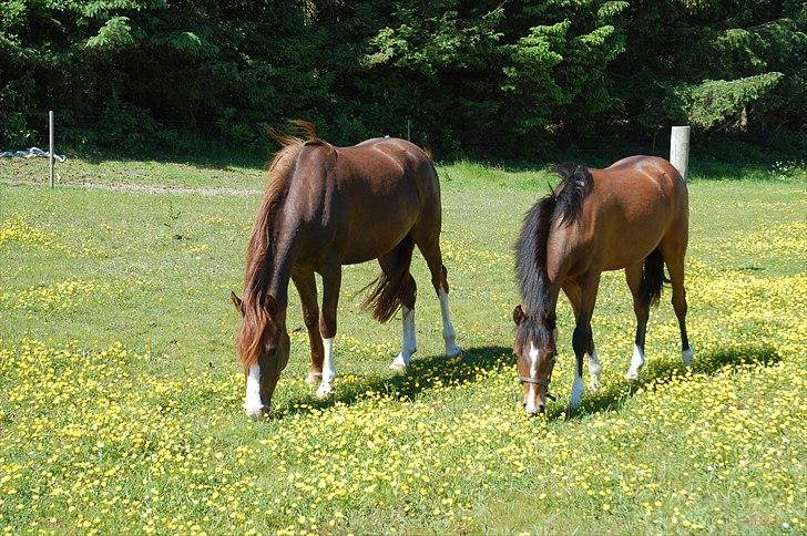 Anden særlig race Lykkebo's Athena - Exotic og Athena billede 8