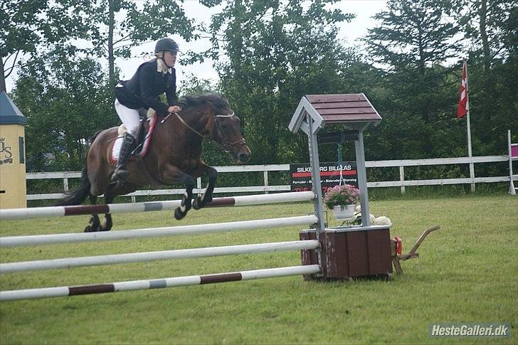 Anden særlig race  TOFTEGAARDENS STAR-LIGHT - Disstrikmesterskaberne 2011. billede 4