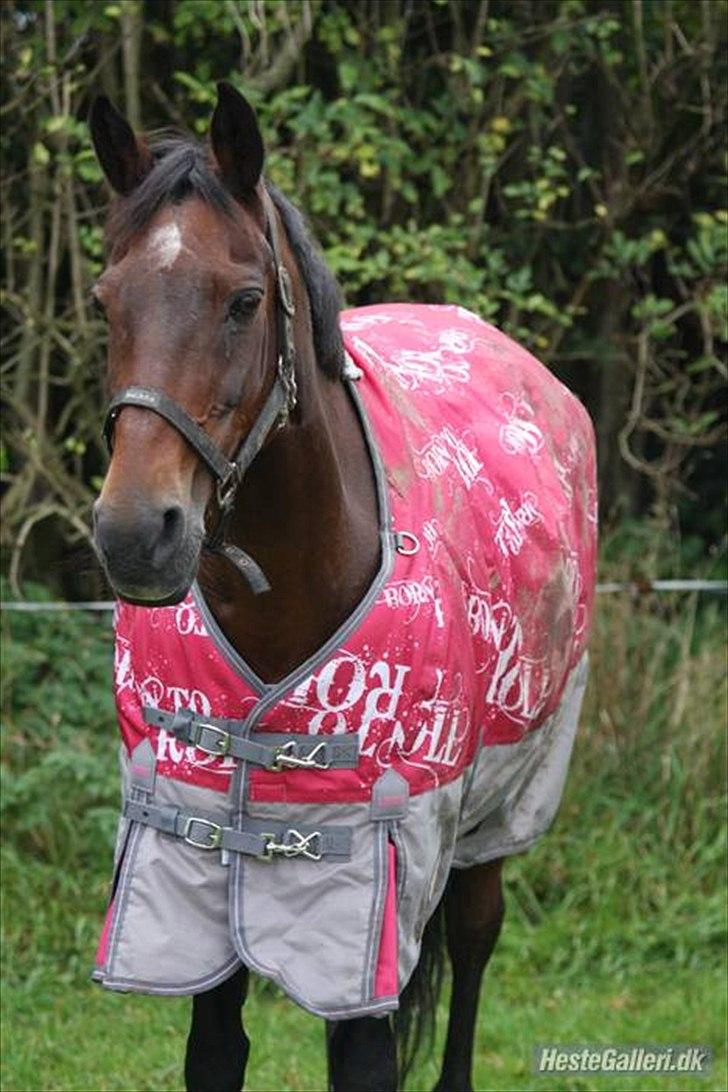 Anden særlig race  TOFTEGAARDENS STAR-LIGHT billede 5