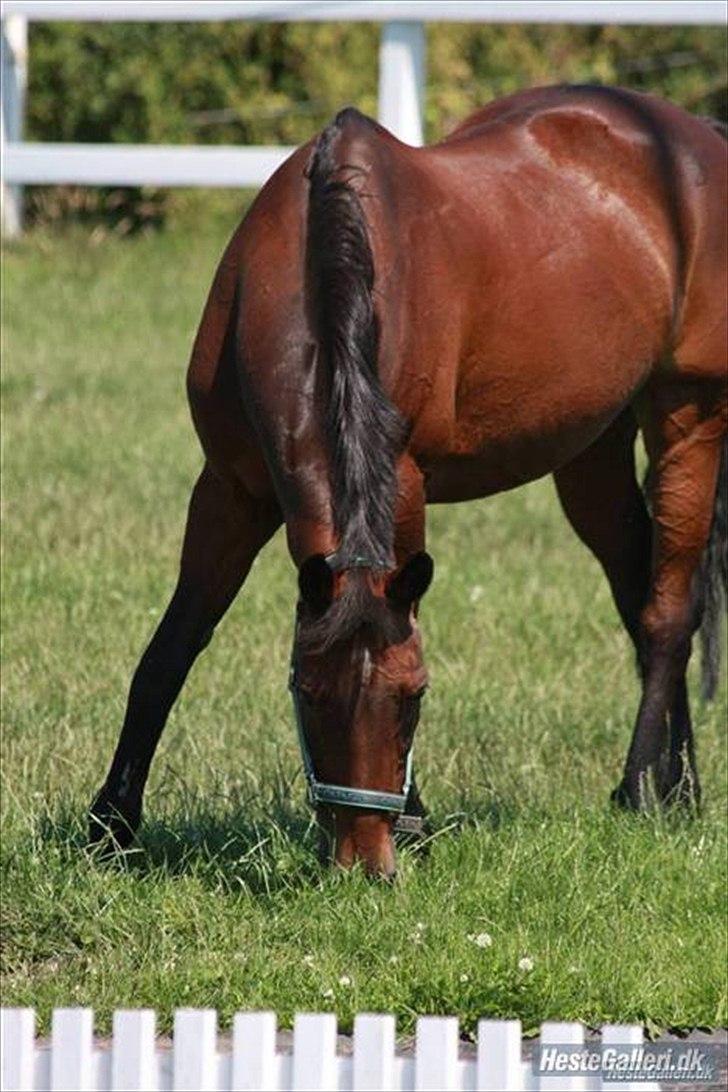 Anden særlig race  TOFTEGAARDENS STAR-LIGHT billede 6