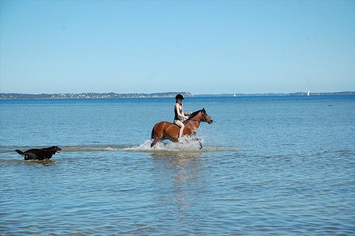 Anden særlig race Lykkebos Beauty billede 20