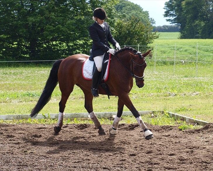 Holstener A Little Lady  billede 4