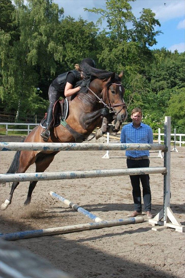 New Forest Margo<3 - Springer 130 :* billede 1