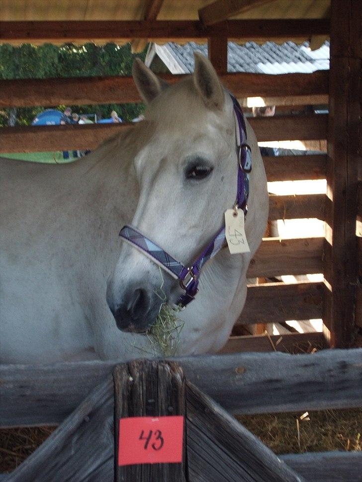 Connemara Perle :) - Juni 2011. Lige ankommet til dyrskue. Perle tager det helt med ro.  billede 10