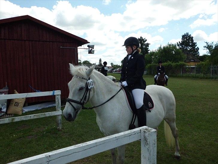 Connemara Perle :) - Juni 2011. Så er vi klar til at ride ind:-) Perle tager sig lige en lille pause. billede 12