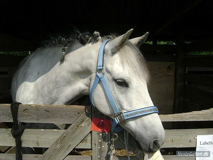 Tysk Sportspony Labello billede 19