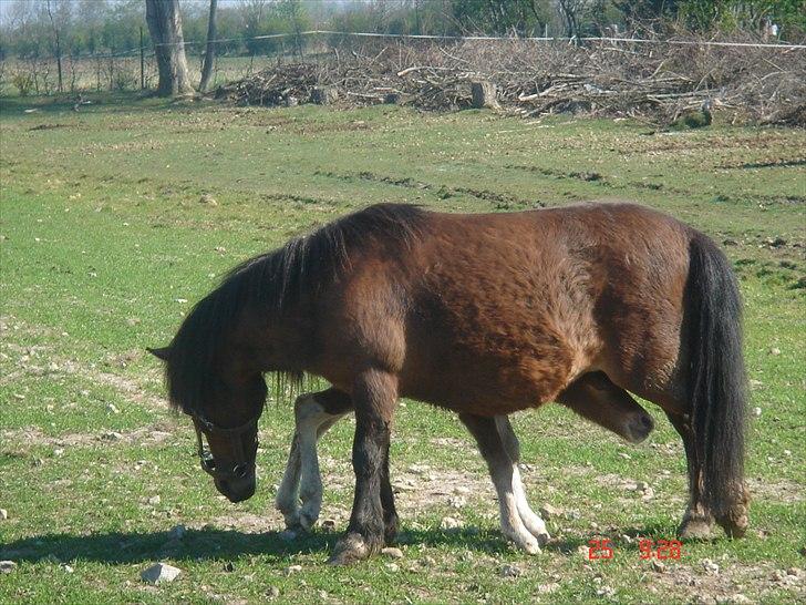 Shetlænder Solvangs Rosa billede 1