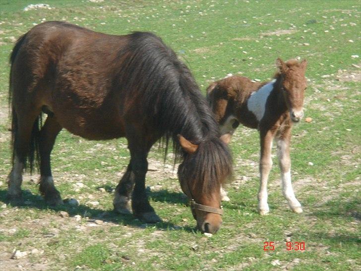 Shetlænder Solvangs Pop Hansi billede 1