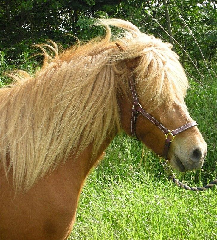 Islænder Torfi fra Ulstrup billede 1