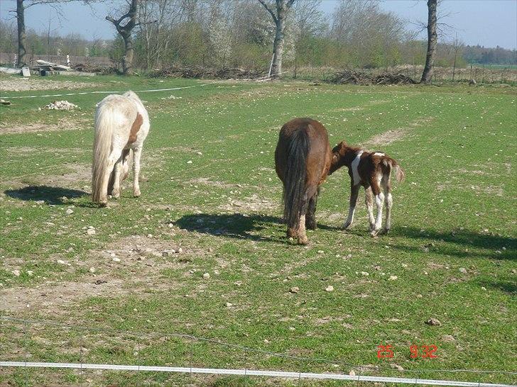 Shetlænder Solvangs Pop Hansi billede 4