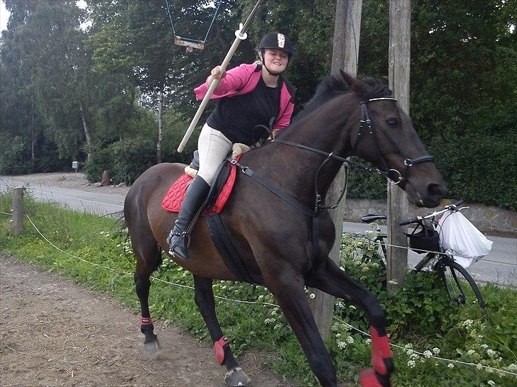 Holstener Aluett/Tulle billede 18