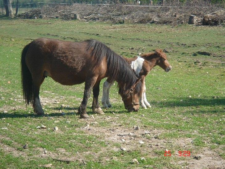 Shetlænder Solvangs Pop Hansi billede 5
