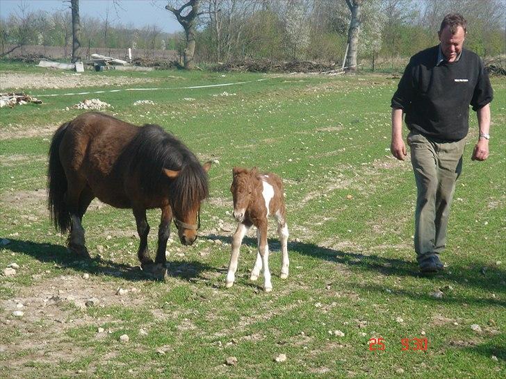Shetlænder Solvangs Pop Hansi billede 7