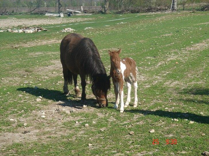 Shetlænder Solvangs Pop Hansi billede 8