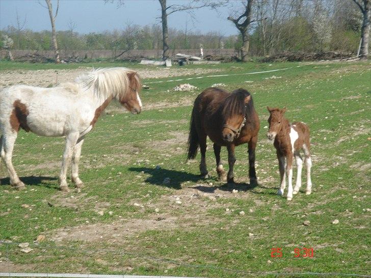 Shetlænder Solvangs Pop Hansi billede 9