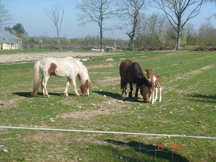 Shetlænder Solvangs Pop Hansi billede 11