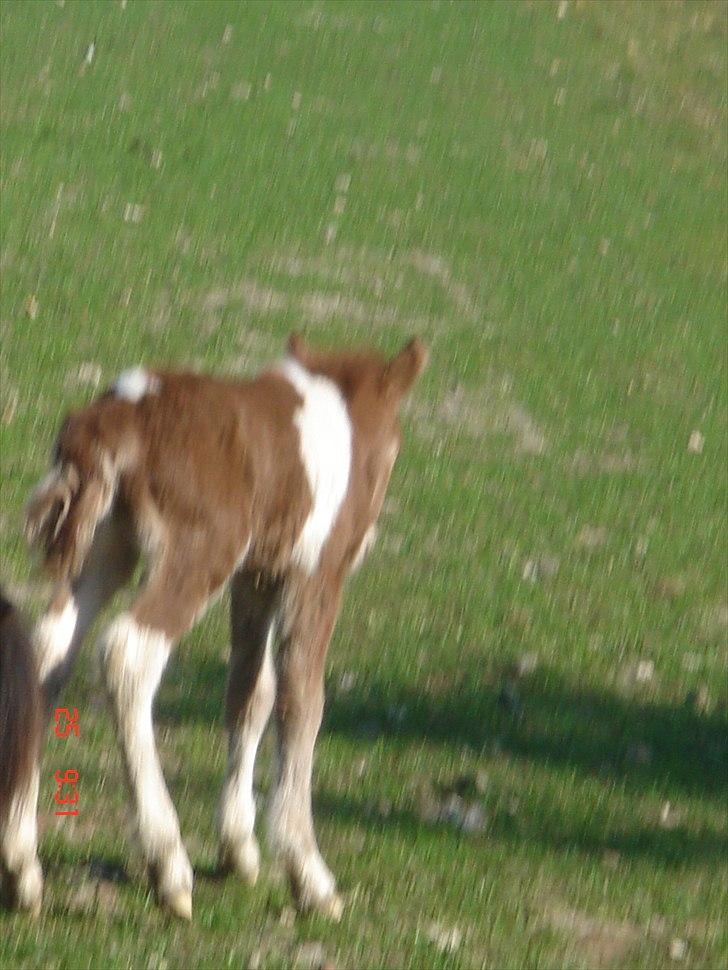 Shetlænder Solvangs Pop Hansi billede 13