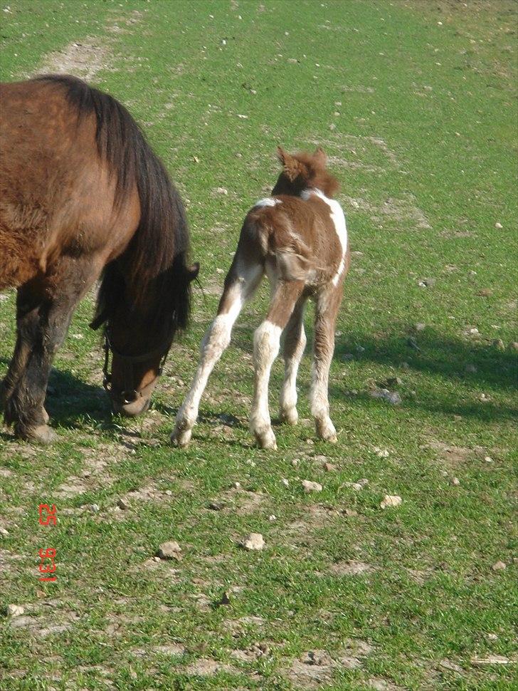 Shetlænder Solvangs Pop Hansi billede 14