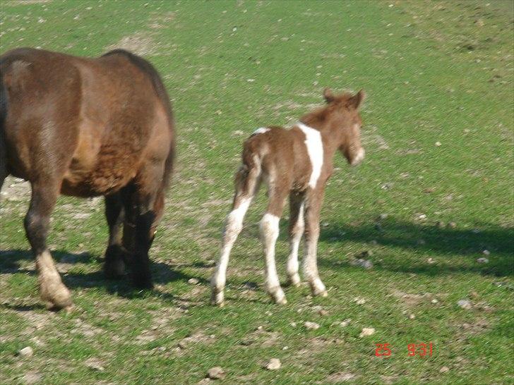 Shetlænder Solvangs Pop Hansi billede 15