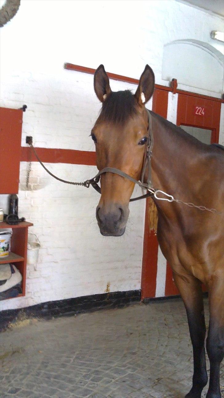 Traver Nicebib G  - Nice på staldgangen på travbanen. billede 1