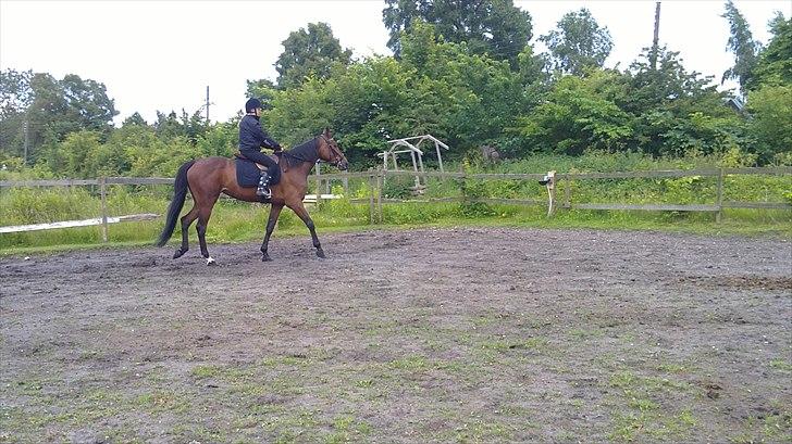 Traver Nicebib G  - Ude og ride . billede 3