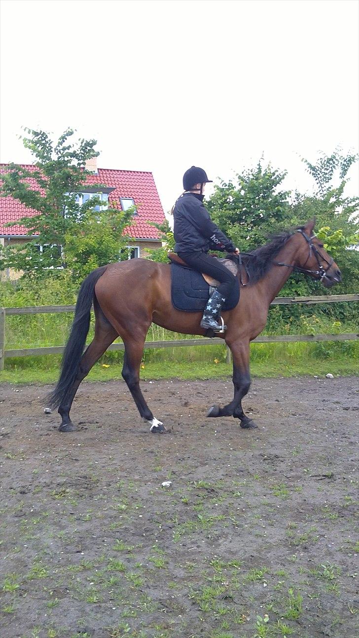 Traver Nicebib G  - Ude og ride. billede 4