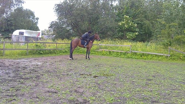 Traver Nicebib G  - Dygtige hest :) billede 5