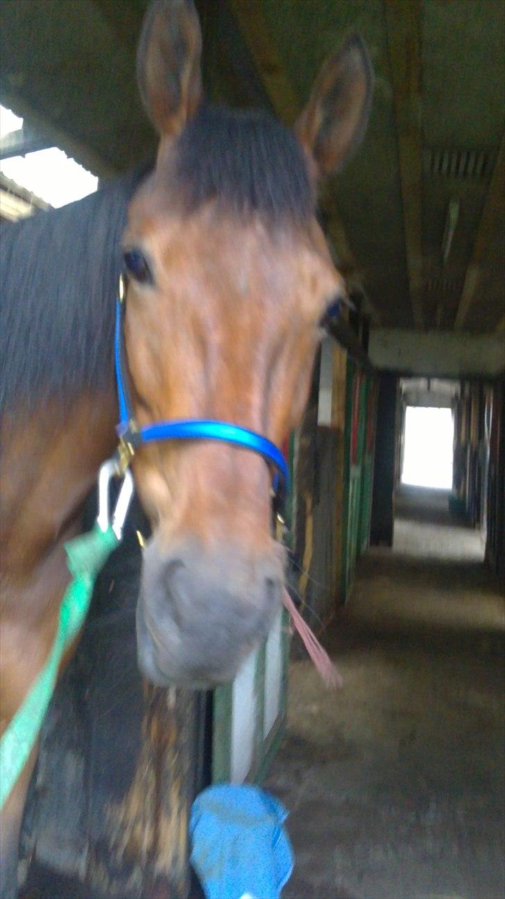 Traver Nicebib G  - Nice på staldgangen :) billede 6