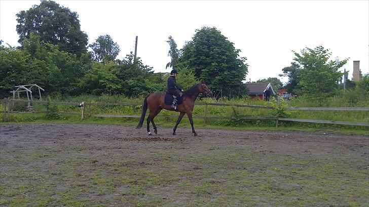 Traver Nicebib G  - Du er en drøm og ride på :) billede 9