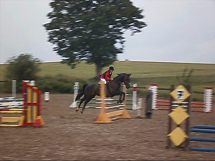 Anden særlig race Pepita - Pipis første stævne billede 11