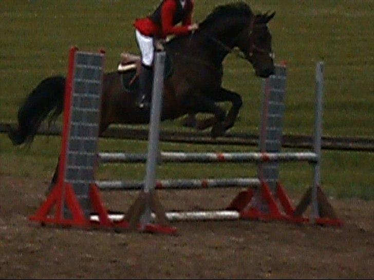 Anden særlig race Pepita billede 12