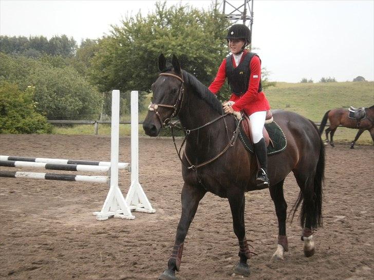 Anden særlig race Pepita billede 13