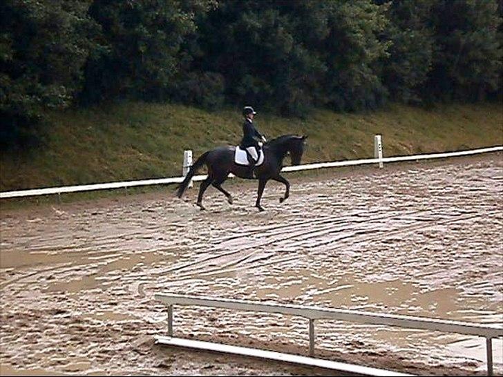 Anden særlig race Pepita - første stævne  billede 14